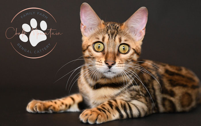 bengal kitten for sale
